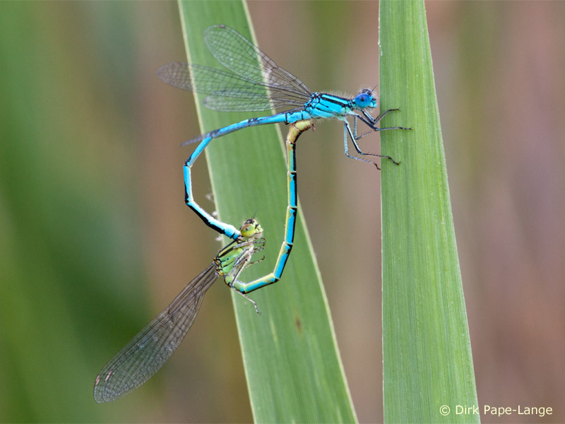 Erythromma lindenii - Cœur copulatoire